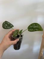 Epipremnum scindapsus pictus, Enlèvement ou Envoi