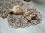 Maine coon kittens, Dieren en Toebehoren, Katten en Kittens | Raskatten | Langhaar, Meerdere dieren, Gechipt, 0 tot 2 jaar