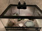Gecko avec vivarium complet, Animaux & Accessoires, Lézard, 0 à 2 ans