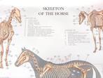Poster Skeleton horse ( Anatomie diergeneeskunde), Ophalen of Verzenden