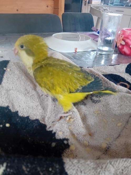 Muisparkieten voor handopfok, Dieren en Toebehoren, Vogels | Parkieten en Papegaaien