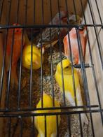 ZEER GOED FLUITENDE KLEURKANARIES geringd van 2025, Dieren en Toebehoren, Vogels | Kanaries, Meerdere dieren, Zangkanarie