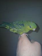 Perruche Catharina apprivoisée à la main 2025, Mâle, Perruche, Domestique