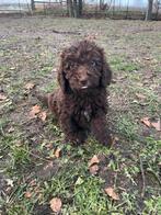 Mooie medium Labradoodle pups!, Parvo, België, 8 tot 15 weken, Labrador retriever