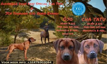 Rhodesian Ridgeback pups met stamboom beschikbaar voor biedingen