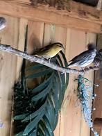 Sijs man, Dieren en Toebehoren, Vogels | Overige Vogels