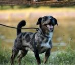 Lieve mooie dekreu Odin, Dieren en Toebehoren, Honden | Jack Russells en Terriërs, België, Particulier, Jack Russell Terriër, Reu