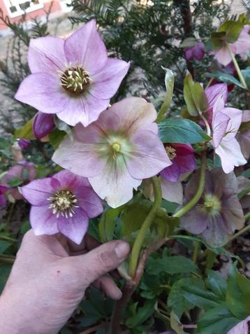 Rosiers de Noël Helleborus 