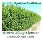 Mooie GROENE HAAGLIGUSTER 1,5-1,75 meter, vanaf eind oktober, Volle zon, Vaste plant, Zomer, Ophalen