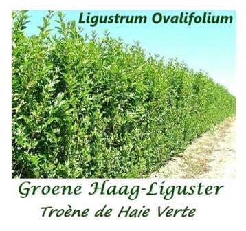 Mooie GROENE HAAGLIGUSTER 1,5-1,75 meter, vanaf eind oktober beschikbaar voor biedingen