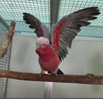 Koppel rosé kaketoes, Dieren en Toebehoren, Vogels | Parkieten en Papegaaien