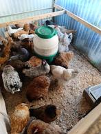 brahma 7 maand / koningin der kippen 4+1 GRATIS, Dieren en Toebehoren, Vrouwelijk, Kip