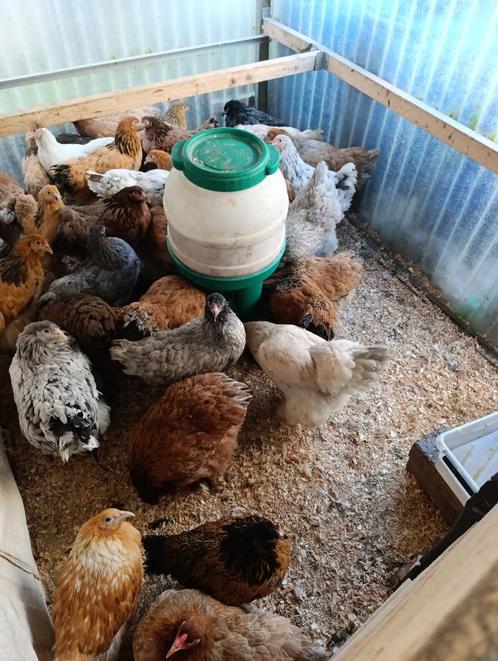 brahma 7 maand / koningin der kippen 4+1 GRATIS, Dieren en Toebehoren, Pluimvee, Kip, Vrouwelijk