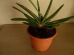 Mooie gezonde vetplant, Huis en Inrichting, Kamerplanten, Vetplant, In pot, Minder dan 100 cm, Groene kamerplant
