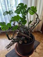 Plante Monstera dans son grand pot, Ophalen
