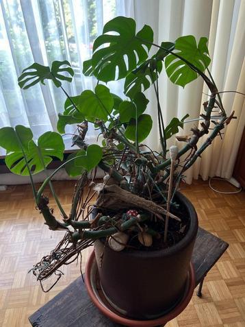 Plante Monstera dans son grand pot, Enlèvement