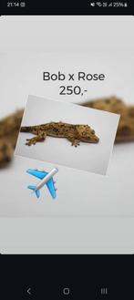 1.0 Superdalmatian wimpergekko man, Hagedis, Tam, 0 tot 2 jaar