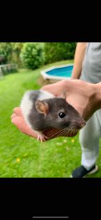 Kleurrijke ratten, Dieren en Toebehoren