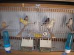 kanaries, Dieren en Toebehoren, Vogels | Kanaries, Mannelijk, Kleurkanarie