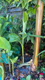 Bananen planten, Tuin en Terras, Planten | Tuinplanten, Ophalen