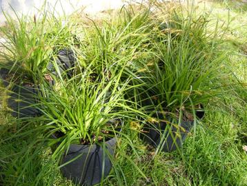Siergras Carex Evergreen Lot 20 stuks samen.  beschikbaar voor biedingen