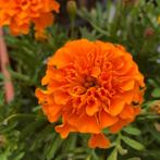10 zaden lage tagetes Tangerine - dubbel oranje Afrikaantje, Verzenden, Voorjaar, Zaad