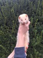 Tamme fretjes te koop, Dieren en Toebehoren, Knaagdieren, Fret, Juni, Meerdere dieren, Tam