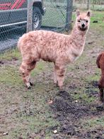 Appalousa hengst . Zeer mooie tekening, Februari, Mannelijk