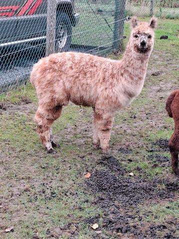 Appalousa hengst . Zeer mooie tekening beschikbaar voor biedingen