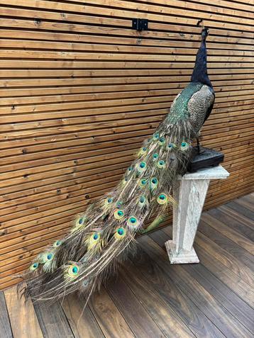 Opgezette blauwe pauw beschikbaar voor biedingen