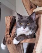 Maine Coon kittens, Plusieurs animaux, Avec pedigree, 0 à 2 ans