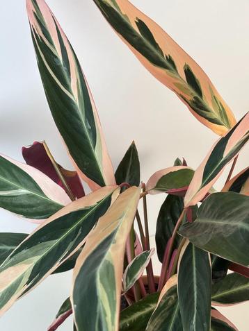 Prachtige calathea-kamerplanten met gevarieerd blad - beschikbaar voor biedingen