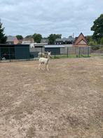 2 vrouwelijke Alpaca's, Dieren en Toebehoren, Mei, Meerdere dieren