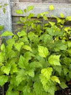 Jonge hibiscus scheuten., Tuin en Terras, Ophalen, Overige soorten, Struik, 100 tot 250 cm