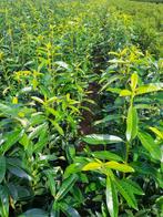 Prunus Laurocerasus 'Genolia', Jardin & Terrasse, Enlèvement