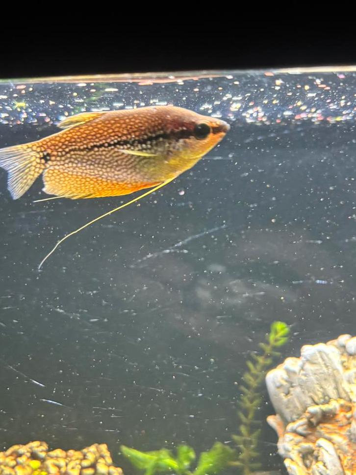 Diamantgoerami, Dieren en Toebehoren, Vissen | Aquariumvissen, Zoetwatervis, Vis