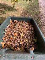 Gratis lekkere eikels voor uw varkentje, Dieren en Toebehoren, Ophalen, Vee
