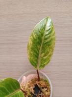 birdsnest Anthurium variegata, Ophalen of Verzenden