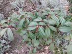 Viburnum Tinus Davidii, Tuin en Terras, Planten | Tuinplanten, Vaste plant, Lente, Overige soorten, Ophalen