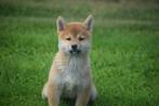 Shiba inu pups verschillende kleuren, Dieren en Toebehoren, 15 weken tot 1 jaar, Overige rassen, Buitenland, CDV (hondenziekte)