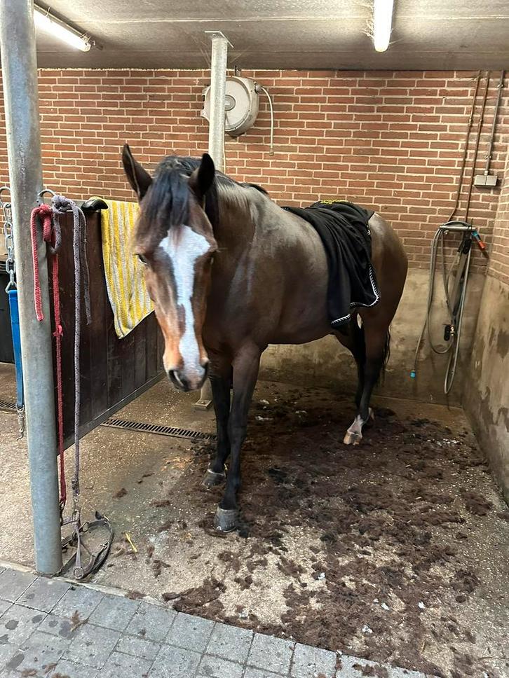 Scheren paarden en ponys, Dieren en Toebehoren, Stalling en Weidegang