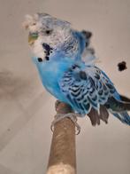 Grasparkieten helikopter