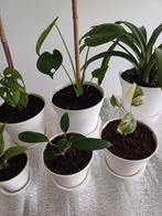 Planten te koop (Set van 6) +1, Huis en Inrichting, Kamerplanten