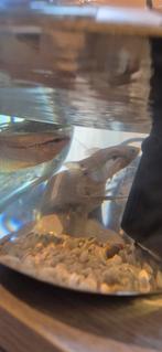 Goerami, Dieren en Toebehoren, Reptielen en Amfibieën