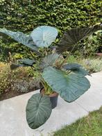 Prachtige enorm grote Alocasia, Ophalen, Overige soorten