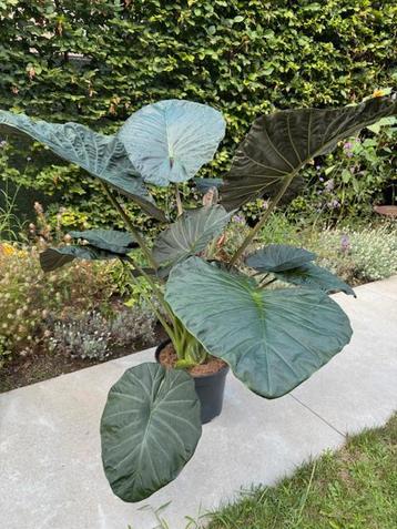 Prachtige enorm grote Alocasia beschikbaar voor biedingen