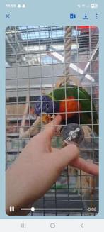 Super tamme Lori te koop mannetje van  5 maanden €789, Domestique