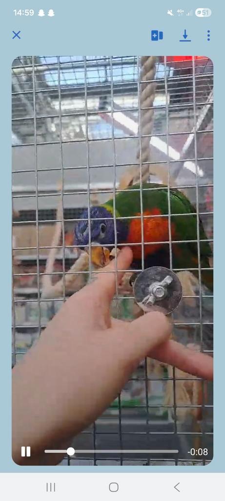 Super tamme Lori te koop mannetje van  5 maanden €789, Dieren en Toebehoren, Vogels | Parkieten en Papegaaien, Tam