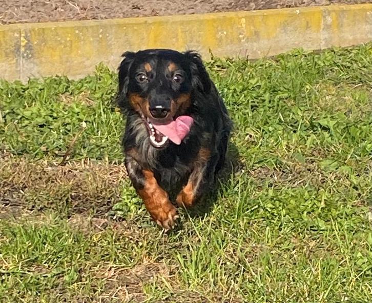 Langharige dwerg teckel reu blue merle, Dieren en Toebehoren, Honden | Teckels en Dashonden, Reu, Langhaar, Dwerg, Fokker | Professioneel