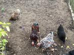 Trio Wyandotte krielen, Dieren en Toebehoren, Pluimvee, Kip